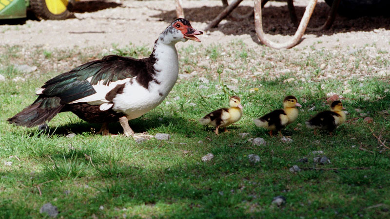 Barbarie-Ente (Quelle: BMLFUW)