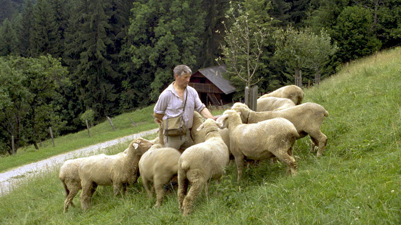 Weizer Berglämmer (Foto: BMLFUW/Rita Newman)