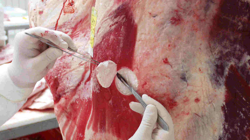 Probeziehung zur Keimzahlbestimmung Probeziehung zur Keimzahlbestimmung