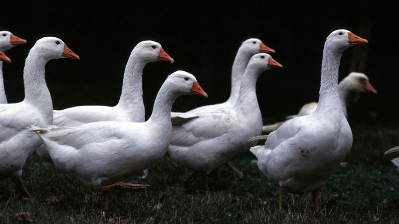 Weidegänse (Foto: BMLFUW)