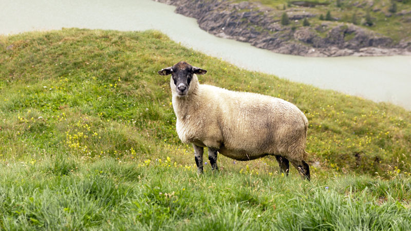 Mölltal-Glockner-Lamm (Foto: BMLFUW/Rita Newman)