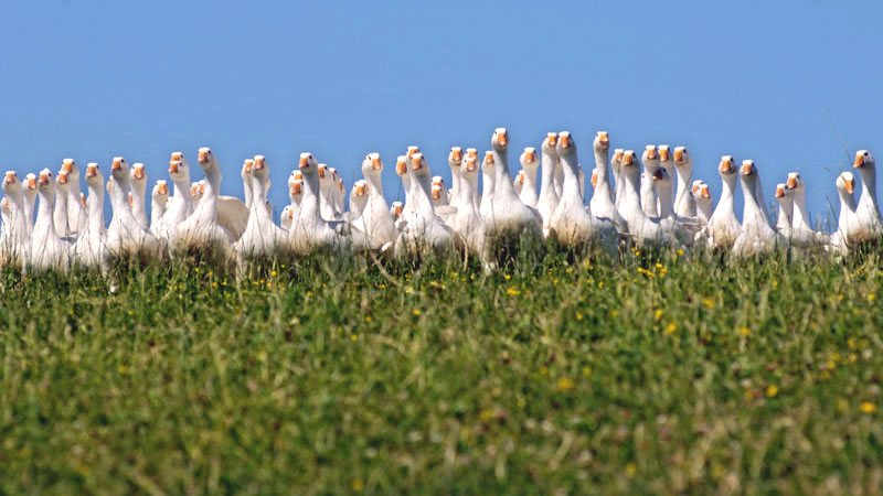 Mühlviertler Alm Weidegänse (Foto: BMLFUW/Rita Newman)