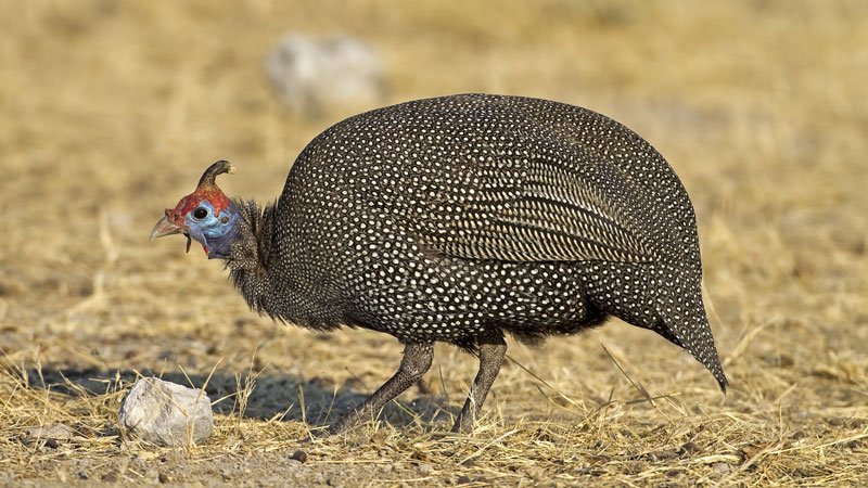 Perlhuhn kaufen