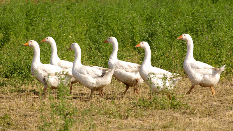 Südburgenländische Weidegänse (Foto: BMLFUW/Rita Newman)