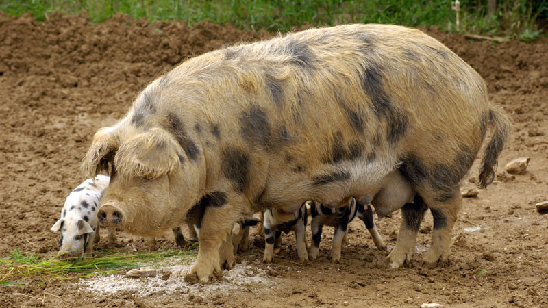 Turopoljeschwein mit Ferkel (Foto: BMLFUW/Rita Newman)