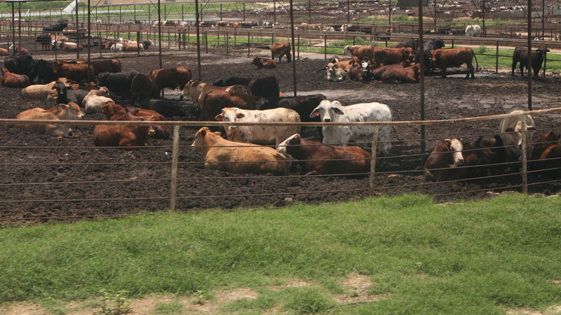 Feedlot USA